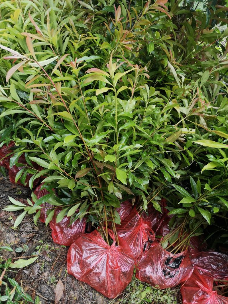 江西优质木荷小苗/杯苗全国发货品种优一品