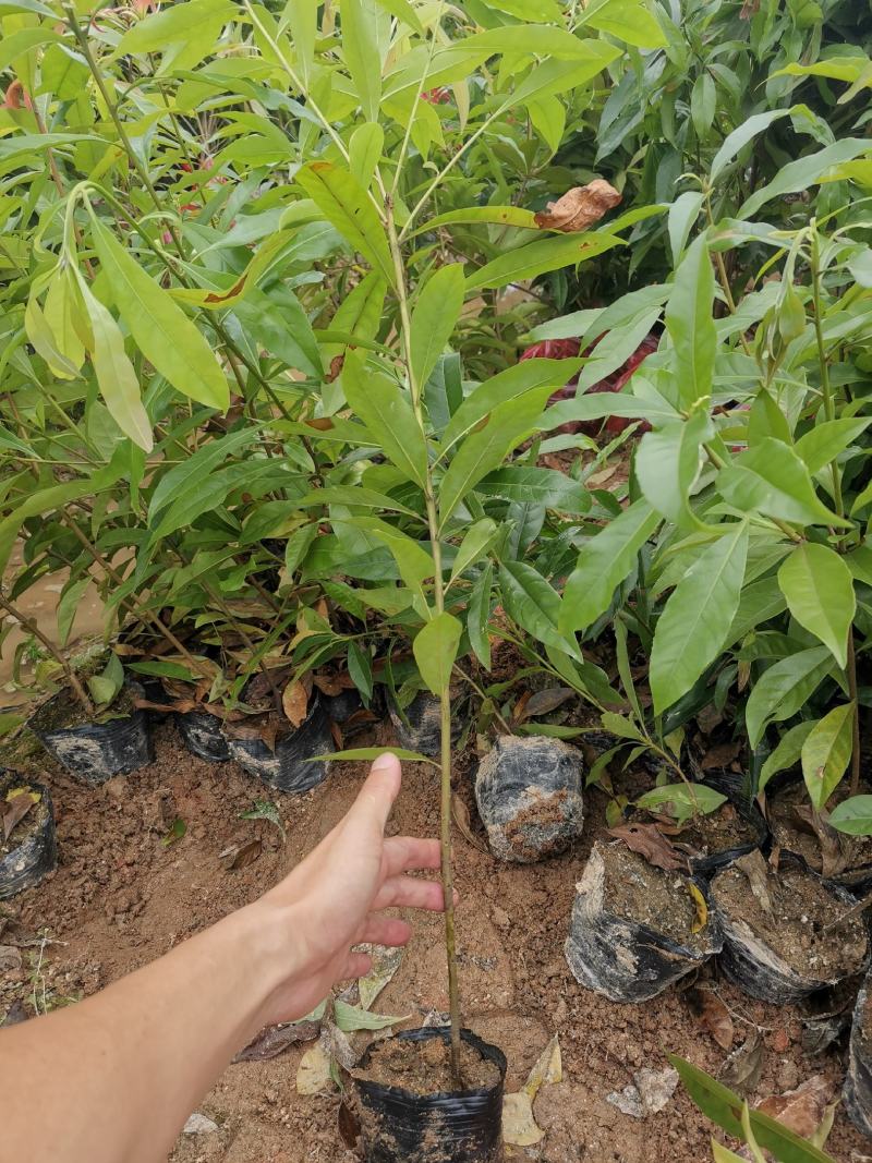 江西优质木荷小苗/杯苗全国发货品种优一品