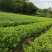 山野菜