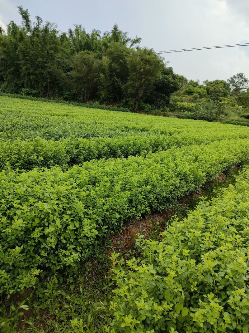 山野菜