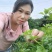 山野菜