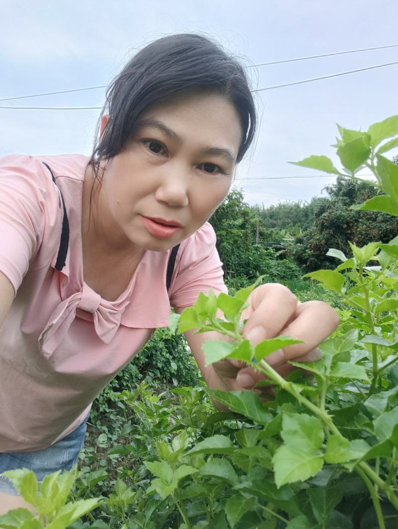 山野菜