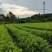 山野菜