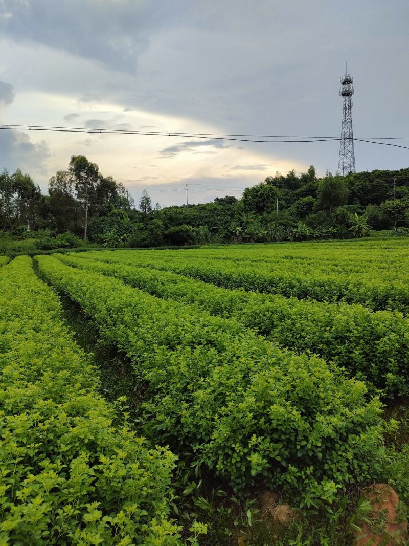 山野菜