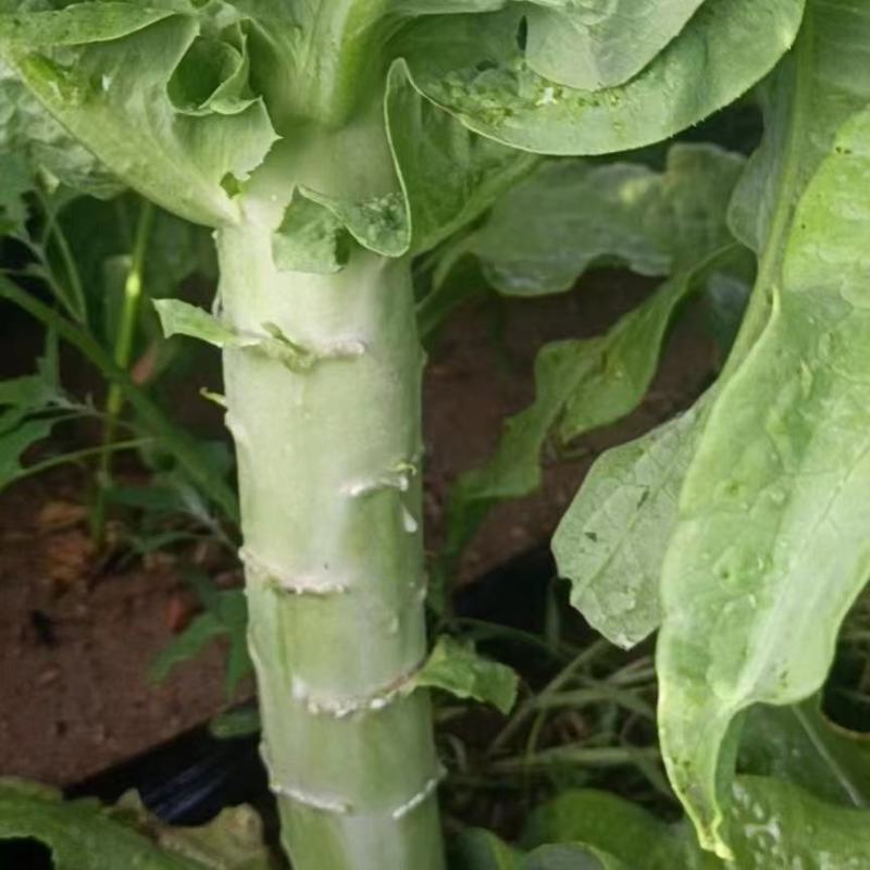 甘肃武山白皮莴笋青皮莴笋绿皮莴笋