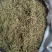 (热销）贵州金银花产地服务最高尚买货质量保