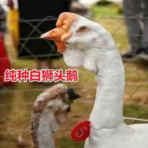 狮头鹅