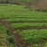火锅小菜批发小白菜菜心，瓢儿白，香菜，乌塌菜等
