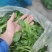 火锅小菜批发小白菜菜心，瓢儿白，香菜，乌塌菜等