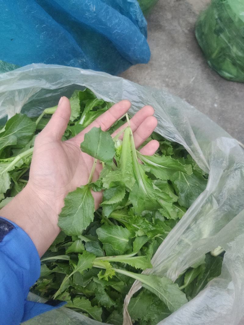 火锅小菜批发小白菜菜心，瓢儿白，香菜，乌塌菜等