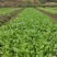 火锅小菜批发小白菜菜心，瓢儿白，香菜，乌塌菜等