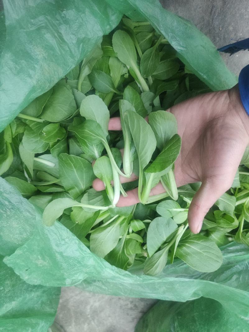 火锅小菜批发小白菜菜心，瓢儿白，香菜，乌塌菜等