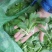 火锅小菜批发小白菜菜心，瓢儿白，香菜，乌塌菜等