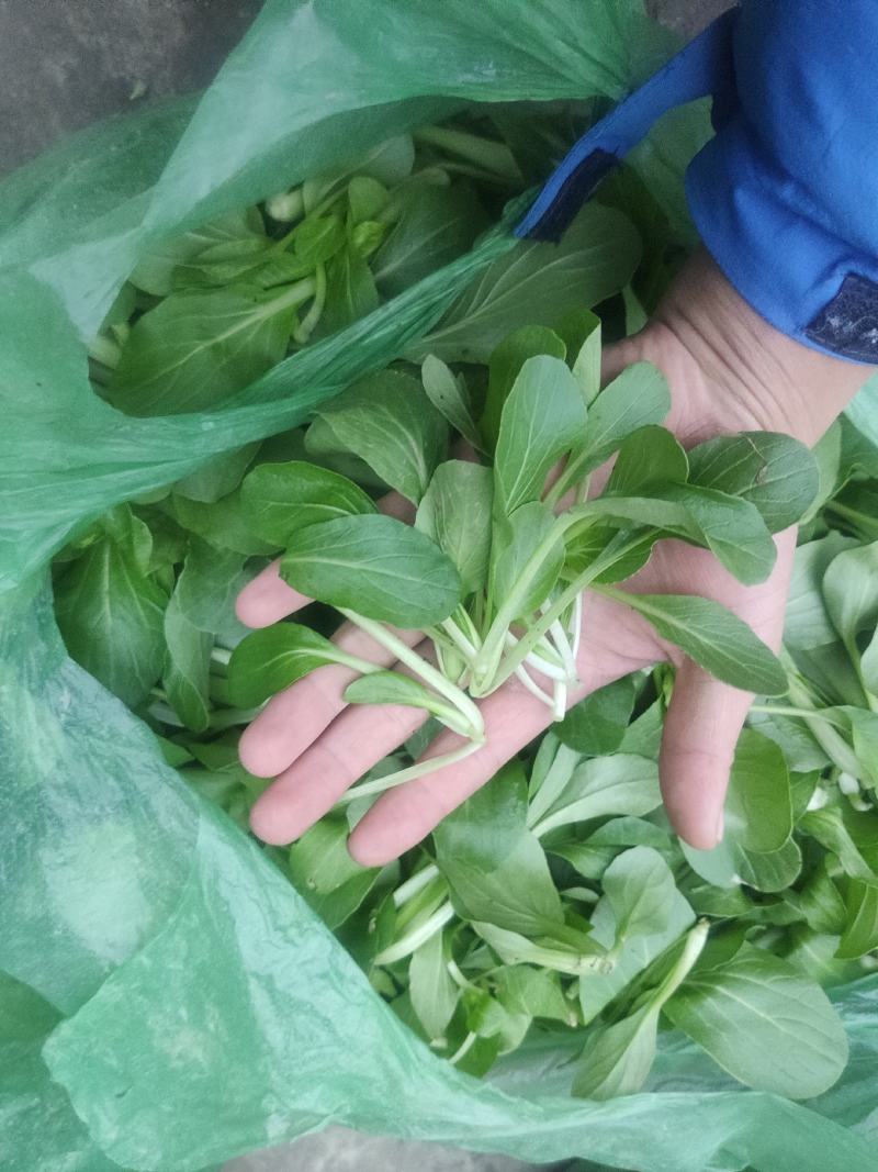 火锅小菜批发小白菜菜心，瓢儿白，香菜，乌塌菜等