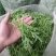 火锅小菜批发小白菜菜心，瓢儿白，香菜，乌塌菜等
