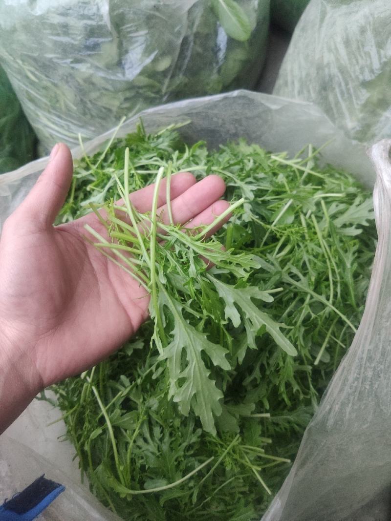 火锅小菜批发小白菜菜心，瓢儿白，香菜，乌塌菜等