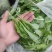 火锅小菜批发小白菜菜心，瓢儿白，香菜，乌塌菜等