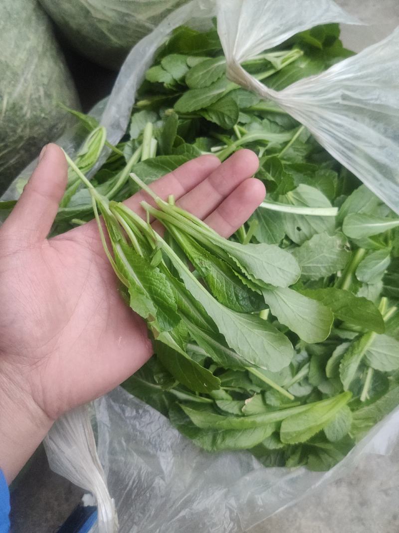 火锅小菜批发小白菜菜心，瓢儿白，香菜，乌塌菜等
