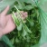 火锅小菜批发小白菜菜心，瓢儿白，香菜，乌塌菜等
