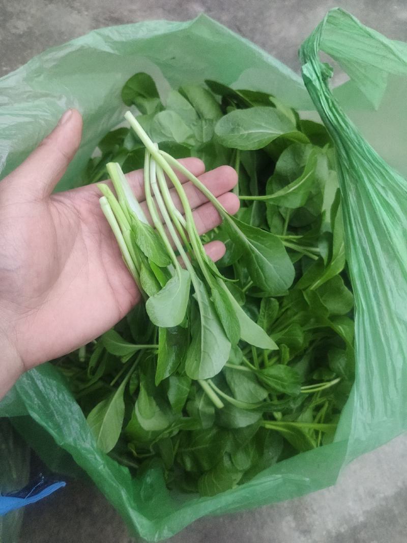 火锅小菜批发小白菜菜心，瓢儿白，香菜，乌塌菜等