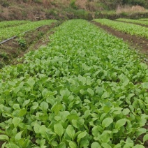 火锅小菜批发小白菜菜心，瓢儿白，香菜，乌塌菜等