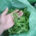 火锅小菜批发小白菜菜心，瓢儿白，香菜，乌塌菜等