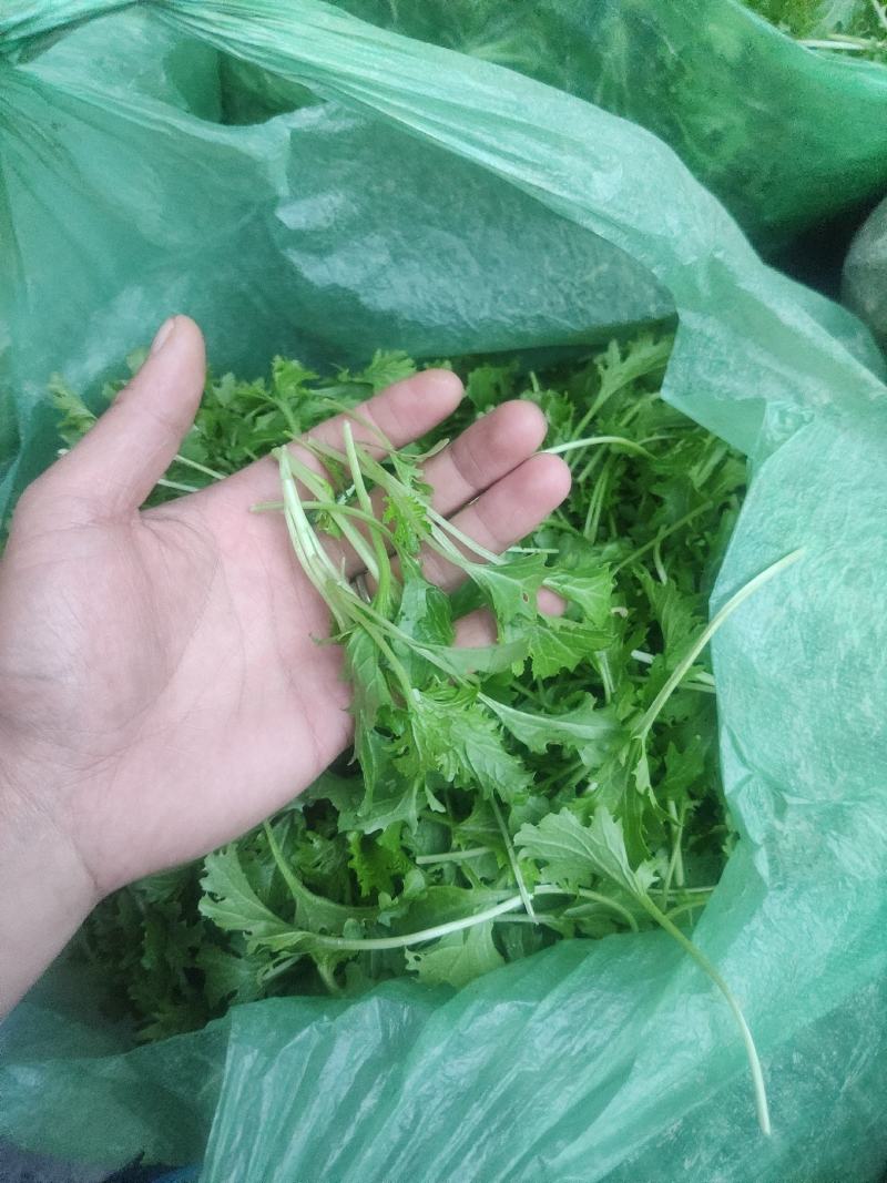 火锅小菜批发小白菜菜心，瓢儿白，香菜，乌塌菜等