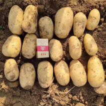 【新货上市】荷兰15黄心土豆，一手货源量大价格可谈
