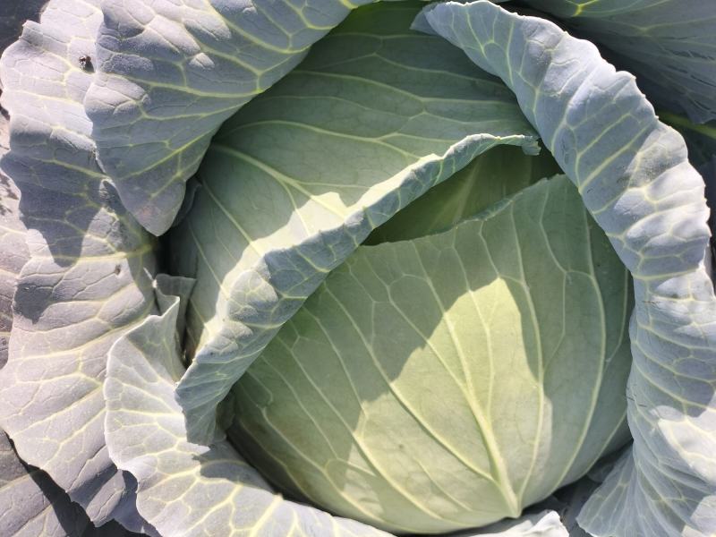蔬菜基地常年供应扁包菜，质量很好，货量充足，可长期合作