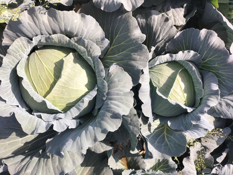 蔬菜基地常年供应扁包菜，质量很好，货量充足，可长期合作