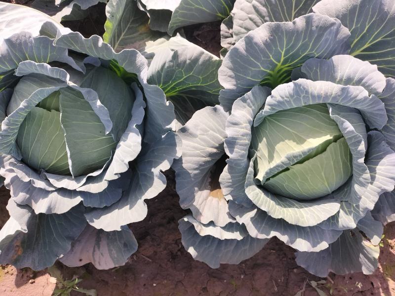 蔬菜基地常年供应扁包菜，质量很好，货量充足，可长期合作