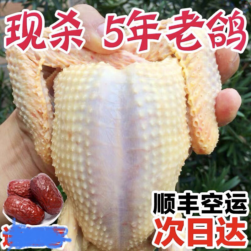 散养鸽子乳鸽青年鸽种鸽肉鸽菜鸽中鸽