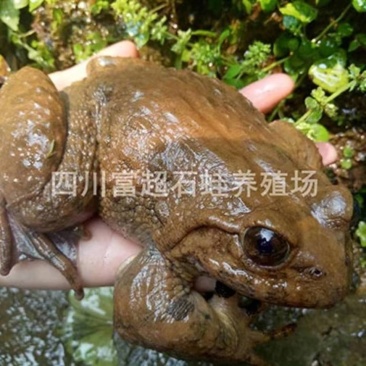 四川富超石蛙种苗商品蛙批发，欢迎预定，真诚合作