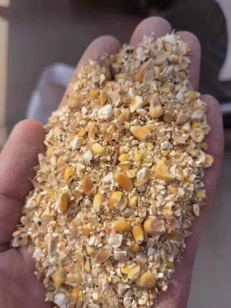 【热卖】烘干碎玉米用于饲料厂养殖厂降低成本，货源充足