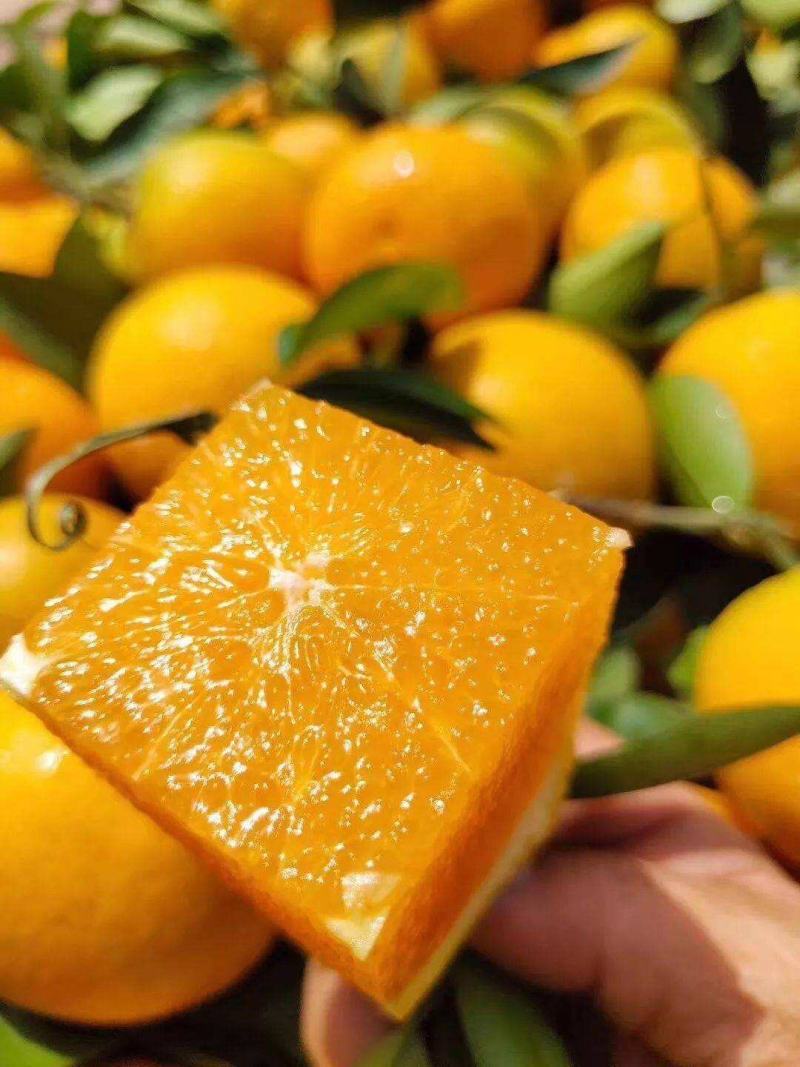 湖北秭归夏橙产地现摘现发皮薄肉嫩水分充足品质保证