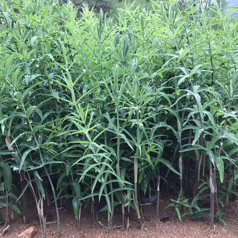 黄精种苗野生鸡头黄精种植苗河南基地直供