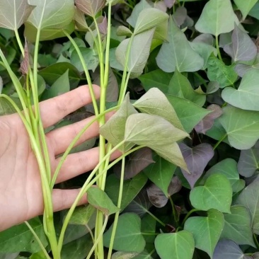 石家庄藁城大量出售红薯苗西瓜红龙属九商薯19品种齐全