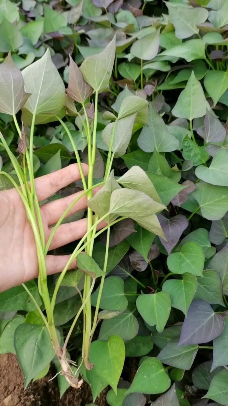 石家庄藁城大量出售红薯苗西瓜红龙属九商薯19品种齐全