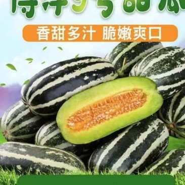 博洋九甜瓜大量上市需要的客户可以联系我，产地发货，全国发