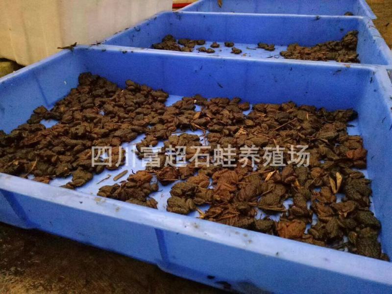 四川富超石蛙种苗商品蛙批发，欢迎预定，真诚合作