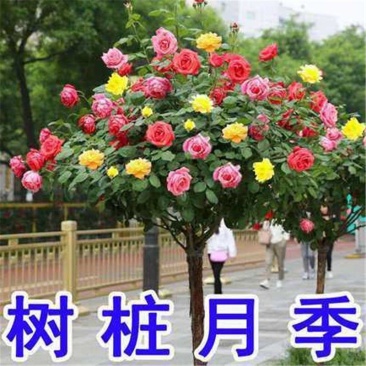 树桩月季庭院花卉阳台盆栽树桩嫁接月季花苗花大苗特大花四季