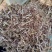 【热销花生秧】花生秧牛马羊专用料欢迎选购