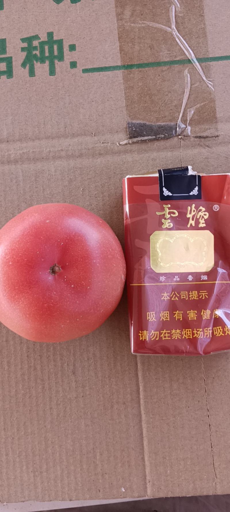 精品口感番茄粉果西红柿甜度高水分足水果类品种
