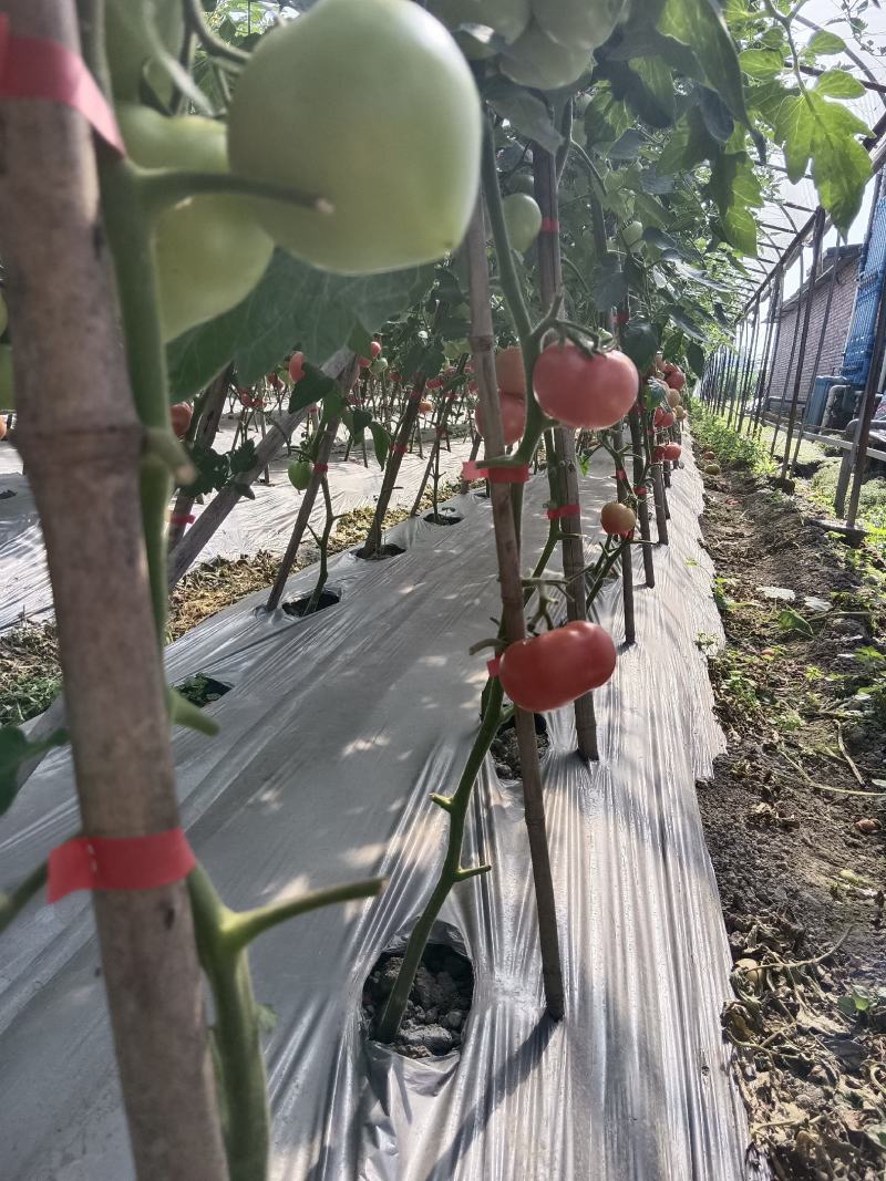 精品口感番茄粉果西红柿甜度高水分足水果类品种