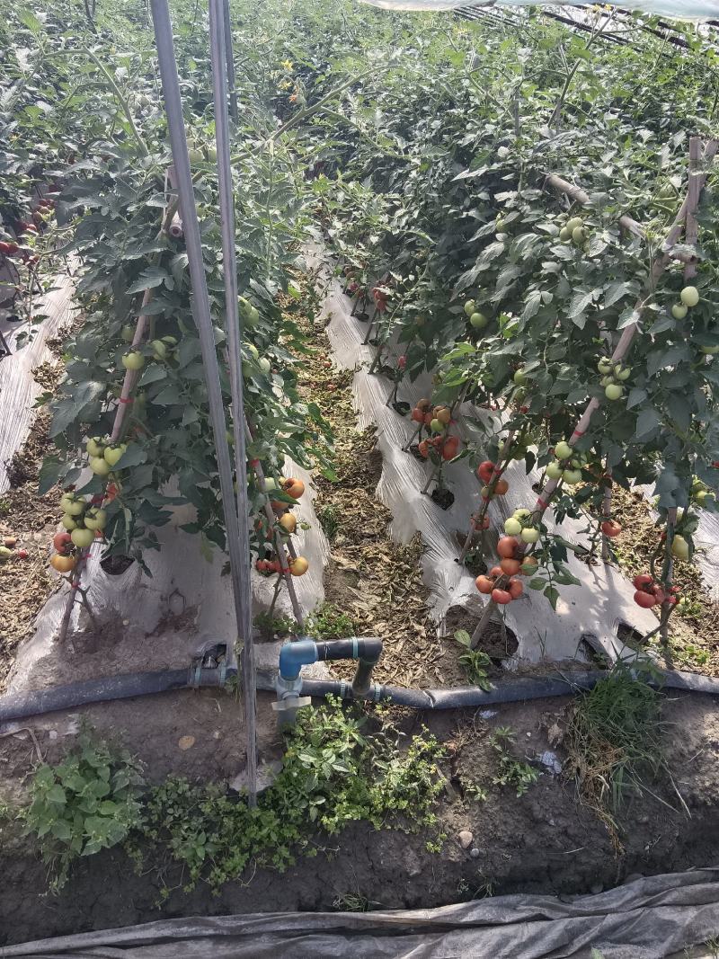 精品口感番茄粉果西红柿甜度高水分足水果类品种