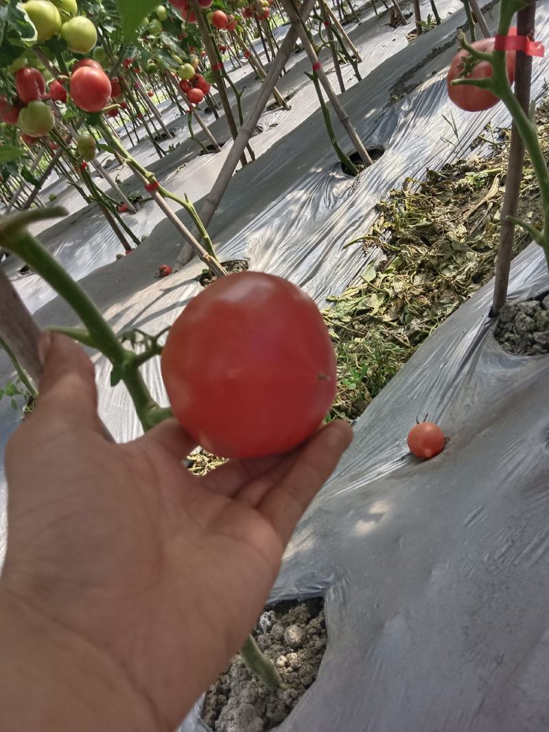 精品口感番茄粉果西红柿甜度高水分足水果类品种