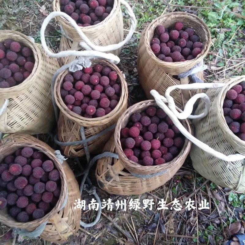 靖州杨梅新鲜杨梅一件代发批发零售工厂代办