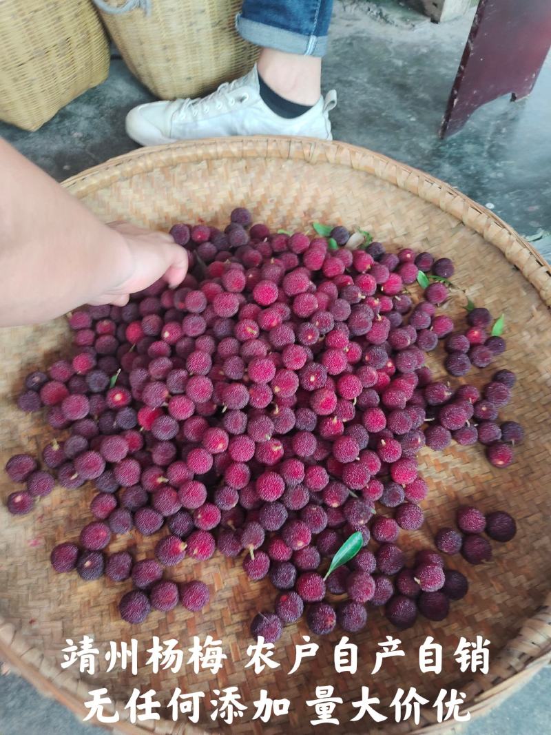 靖州杨梅新鲜杨梅一件代发批发零售工厂代办