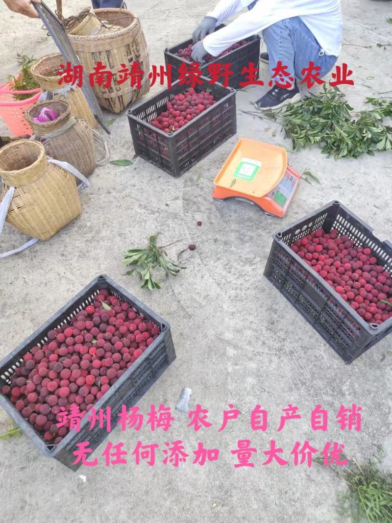 靖州杨梅新鲜杨梅一件代发批发零售工厂代办