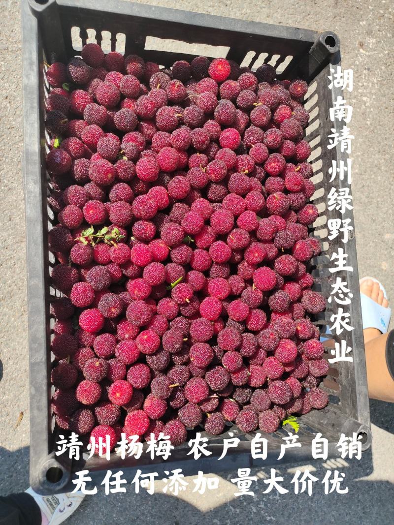 靖州杨梅新鲜杨梅一件代发批发零售工厂代办